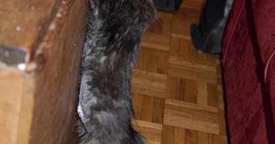 Needz Dis!