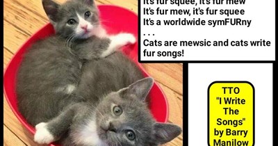 "Cats Write The Songs" (TTO "I Write The Songs" by Barry Manilow)