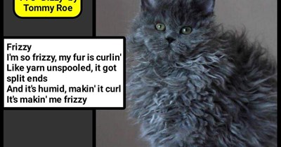 "Frizzy" (TTO "Dizzy" by Tommy Roe)