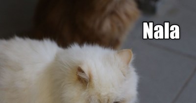 Nala & Simba