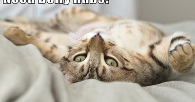 Need Belly Rubs!