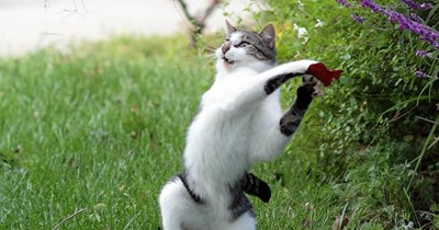 Catch, Dad!