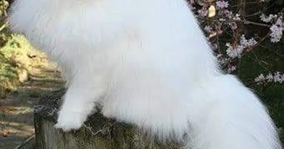 Foofany's floofier cousin