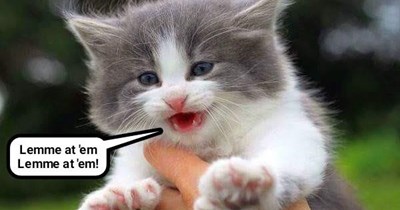 Breaking up cat fights is generally inadvisable
