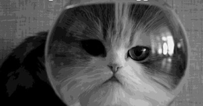 Jaws Cat is unimpressed with your snack pond.