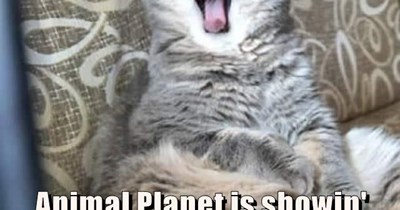 Keep the KIttens Outta Here until the Program Ends