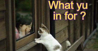 Curious kitty