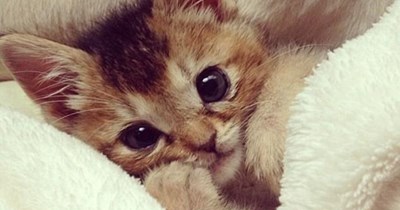 The love of a cat