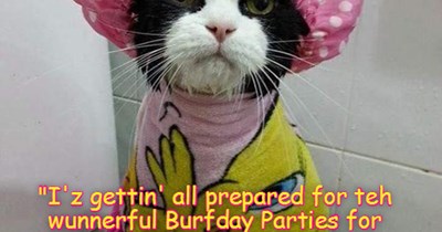 Happy Birfday for teh fabulus feline-ethnobiologist!