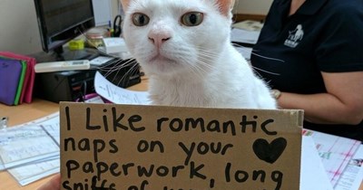IOW - I'm a cat.                                                                                .