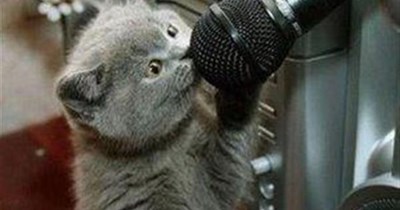 Sing us a song, oh the kitteh man