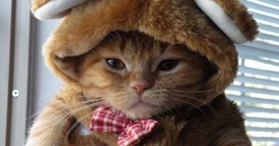 Am cat, no bear.