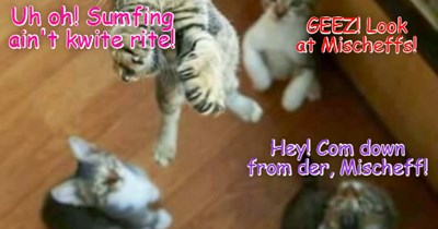 KKPS: After a few days when der weren't anyfing unushual happening in teh Skool Lownge, all ob a sudden somfing bery uneggspected happened again! Eberyone iz puzzled!