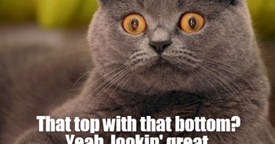 Honest cat be honesting