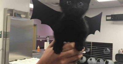 You are terrifyingly cute.