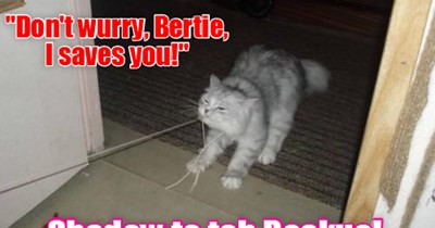 In an act of grate braveries, Shyster Shadow grabs teh string dat wer attacking and entrapping Bertie and pulls wiff all her mites to get it off ob him!