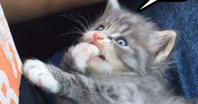 Never met a kitten before?