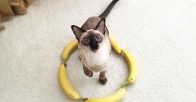 Banananananas