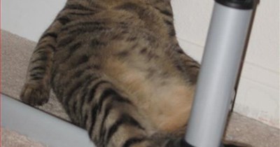 Meowgazine