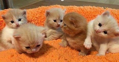 itteh bitteh cheezdoodle-eeting committeh