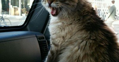 Wait- you said we were going for ice cream...