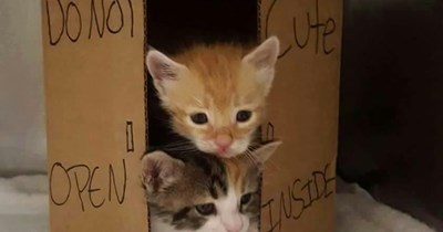 Cuties are coming out