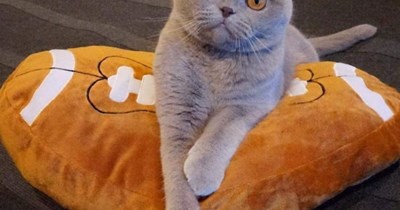 Mi hable meow meow
