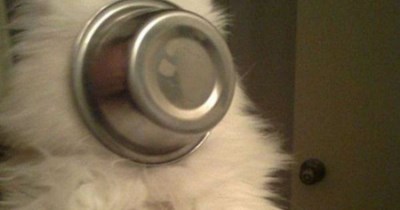 Get the plunger!