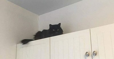 Princess will pounce