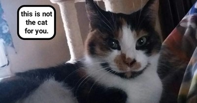 Not the cat for you
