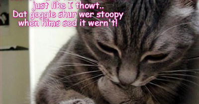 Smart Kittie!