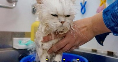 A pet?