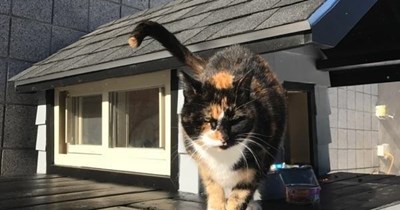 This is SWAT Cat
