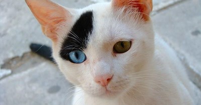I can haz lyrics?