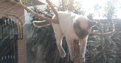 Be the tree