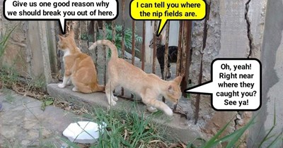 Meowfia soldier abandoned to his fate