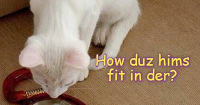 Kittie has a puzzlement