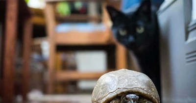 Turtle puzzle