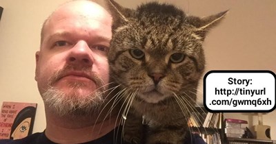 Boss Cat!
