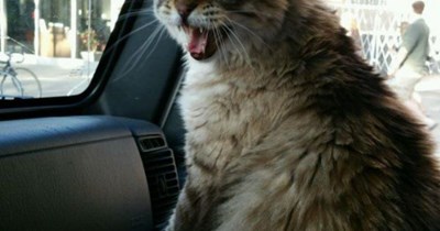 KKPS 2017: Wiff Erf's demise being imminent, clever kitties bargin for somfing dey value bery much!