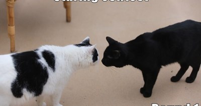 Staring contest