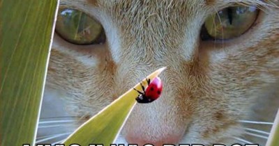 Can Has!