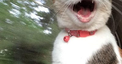 Kittie enjoys hims car ride!