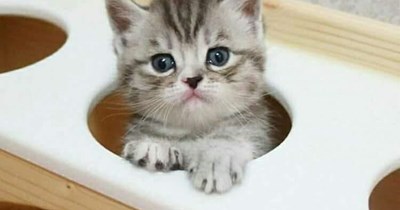 Pawfect