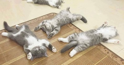 After playtime power nap