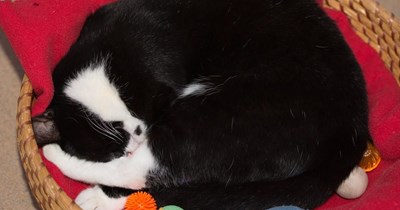 A good feline friend