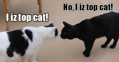 Kittie Battle of Wills!