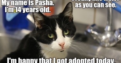 Pasha Got Adopted!