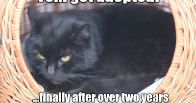 Tom Got Adopted!
