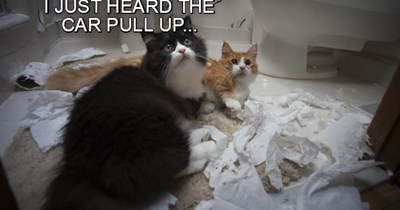 We didn't do it!